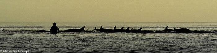 Un vecino en kayak entre falsas orcas al atardecer en la bahia de Puerto Pirámides