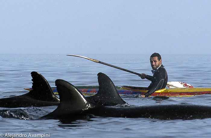 False Killer Whale in Península Valdes - Argentine Patagonia