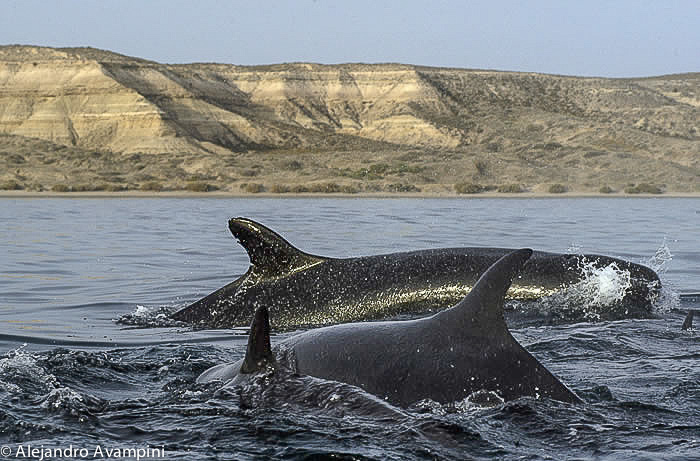 Killer Whale in Península Valdes