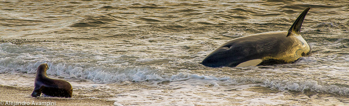 Orca attack Punta Norte - Peninsula Valdes