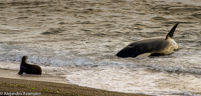 Orcas en Punta Norte - Península Valdés