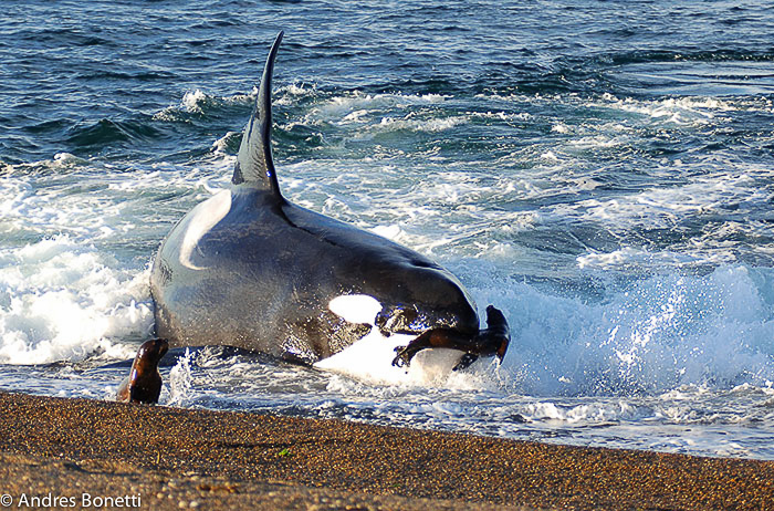 Orca Mel en Punta Norte - Península Valdes 