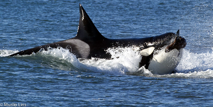 Orca Attack in Punta Norte - Peninsula Valdes