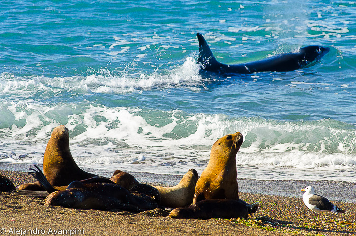 Orcas en Península Valdes Patagonia Argentina