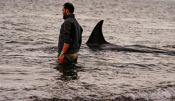 Roberto Bubas with the orcas in Punta Norte 