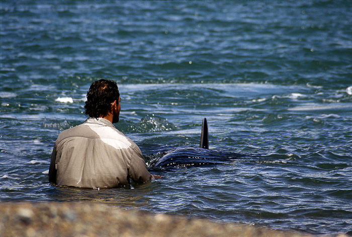 Roberto Bubas with the orcas in Punta Norte 