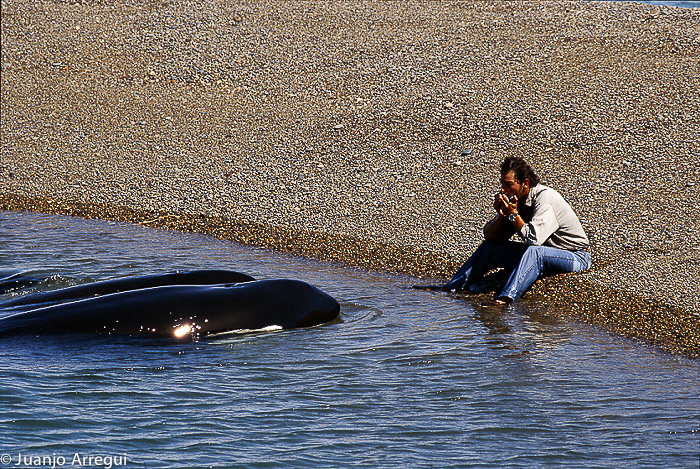 Orcas armonic Bubas ranger Peninsula Valdes