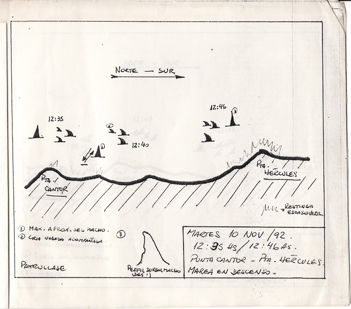 Orcas Study by Beto Bubas in Punta Norte 