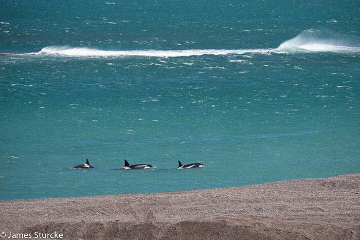 Orcas Caleta Valdes - Argentine Patagonia