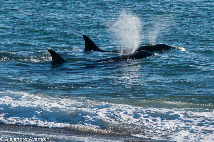 Orca season Punta Norte - Peninsula Valde