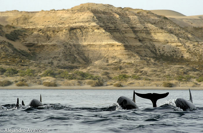 Killer Whale in Península Valdes 