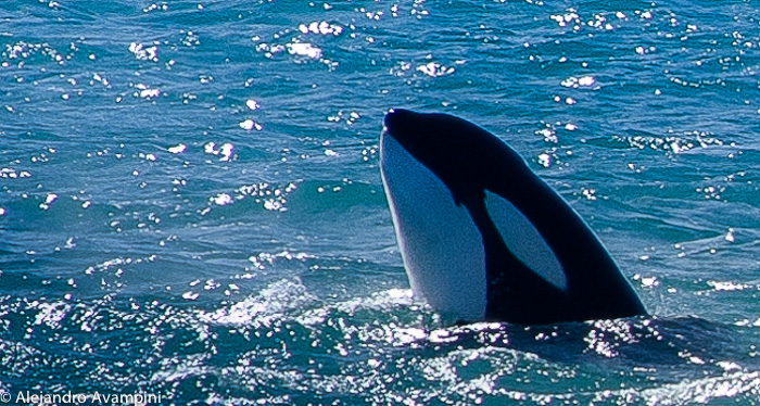 Orca head in the water of Punta Norte - peninsula Valdes 