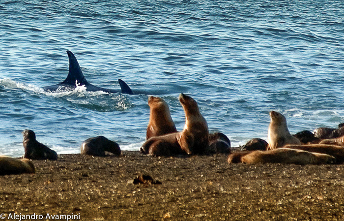 Orca attack season Punta Norte - Peninsula Valdes