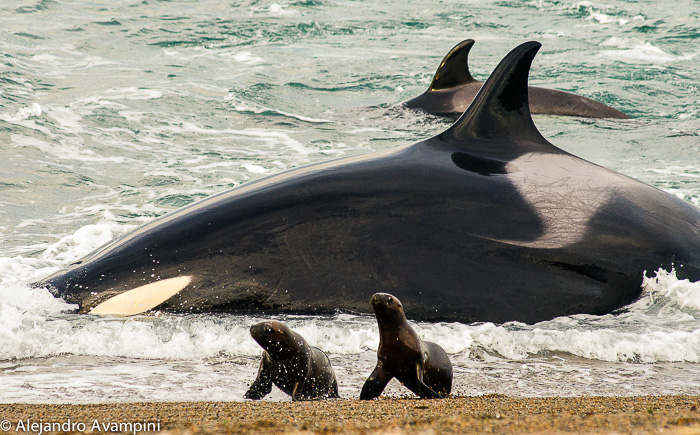 Orcas family attack season Punta Norte - Peninsula Valdes