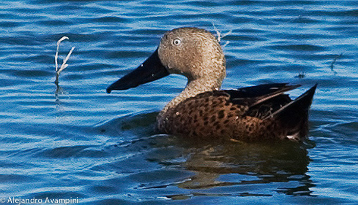 Pato Cuchara Peninsula Valdes Patagonia Argentina