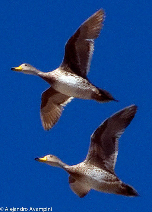 Pato Maicero Peninsula Valdes Patagonia Argentina