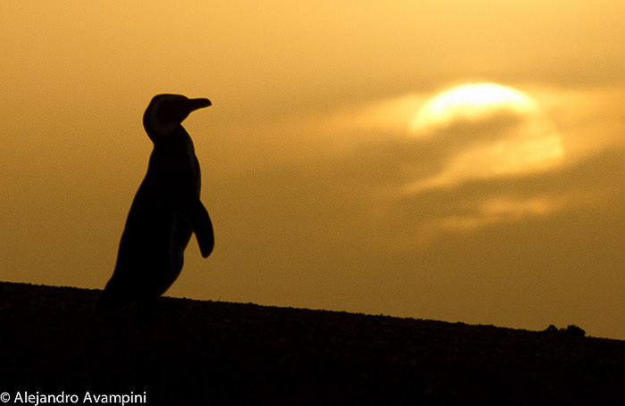 Pingüino contraluz en Península Valdes 