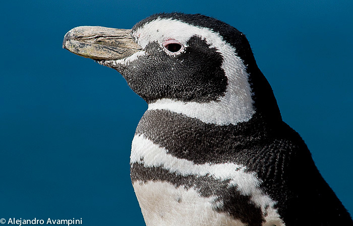 Penguin punta tombo- Valdes Peninsula