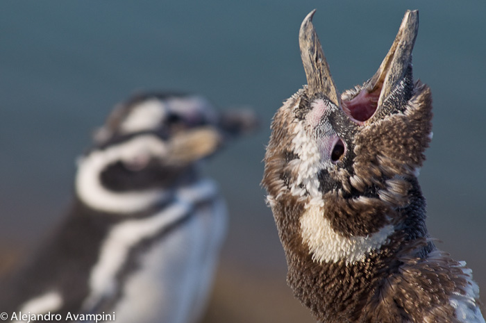 Pingüino graznando en la playa de Peninsula Valdes 