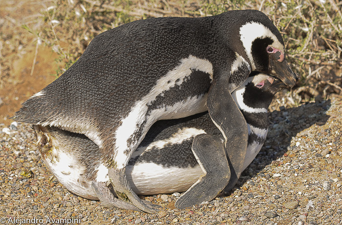 copula de Pinguinos en Peninsula Valdes