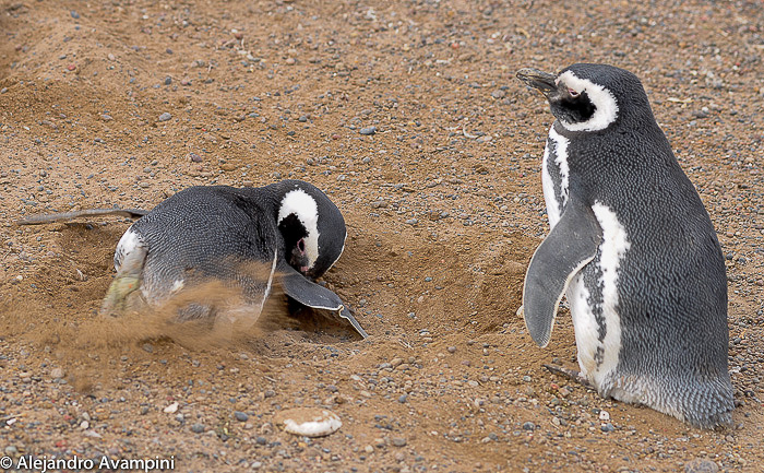 penguin nest in Punta tombo