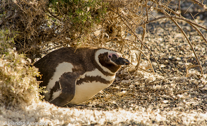 Penguin Season - Peninsula Valdes 