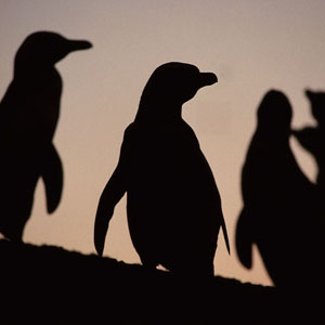 Magallanic Penguin Península Valdés Punta Tombo