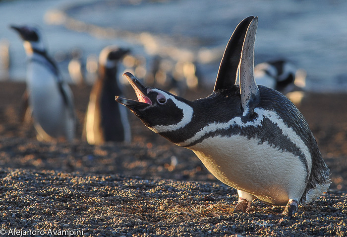 Pingüino graznando en la playa de Peninsula Valdes