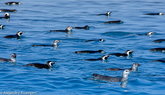 penguins- Peninsula Valdes 