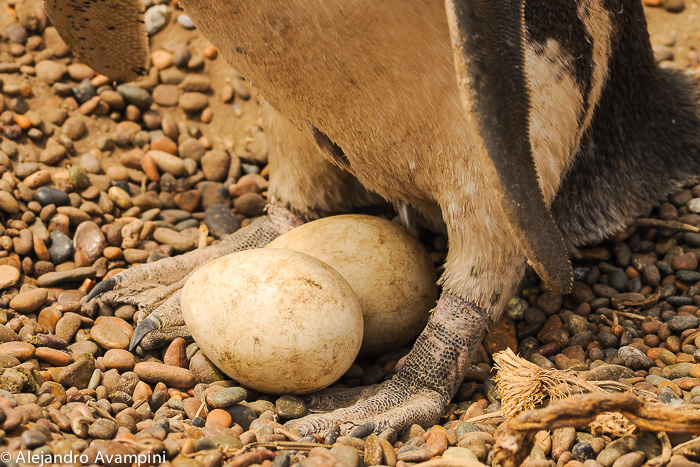 Penguin egg peninsula valdes Argentine Patagonia