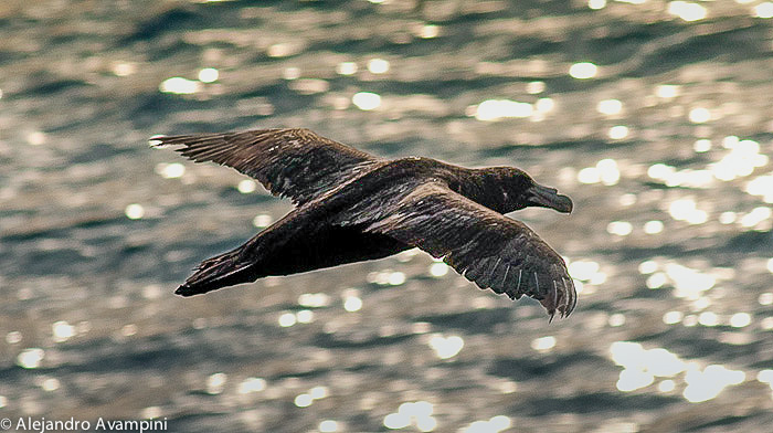 Petrel Gigante en Puerto Piramides - Península Valdes 