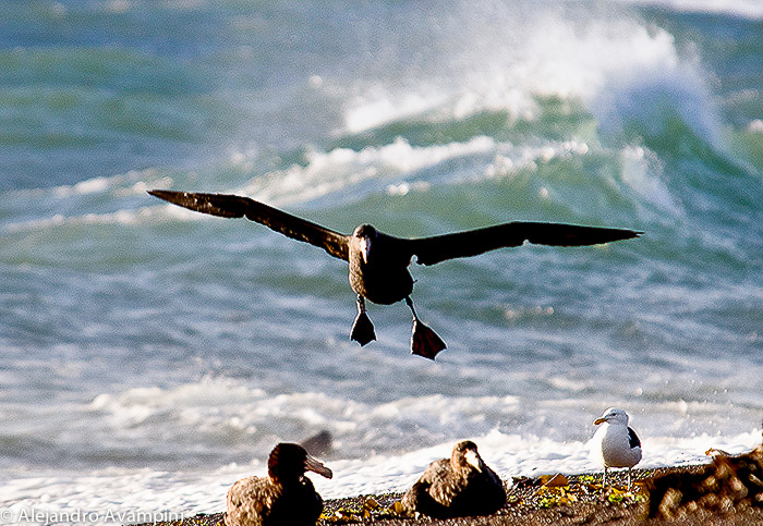 Petrel Gigante en Punta Norte - Peninsula Valdes