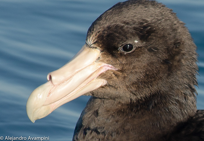 Petrel Gigante en Puerto Piramides