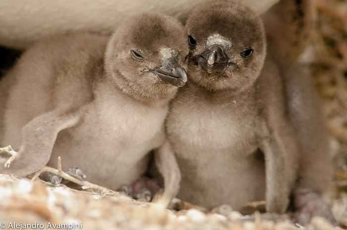 Pichones de pingüinos en Península Valdes