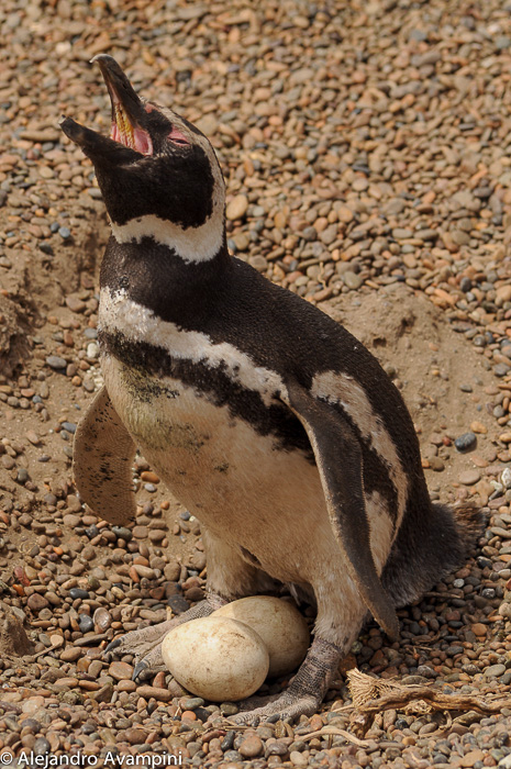 Pingüino con huevos - Peninsula Valde