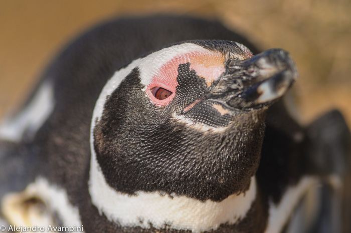 Penguin punta tombo- peninsula valdes