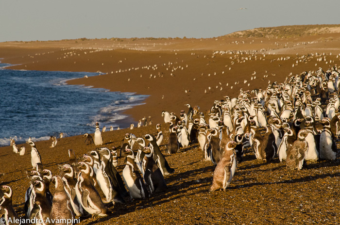 Pingüinera de San Lorenzo en Peninsula Valdes