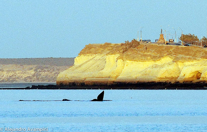 Ballenas en Puerto Madryn, Peninsula Valdes