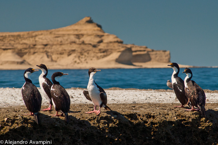 Cormorant Bird - Punta Piramide - Peninsula Valdes