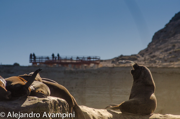 Naturschutzgebiet - Punta Piramide Halbinsel Valdes Naturschutzgebiet - Punta Piramide Halbinsel Valdes Patagonien Argentinien