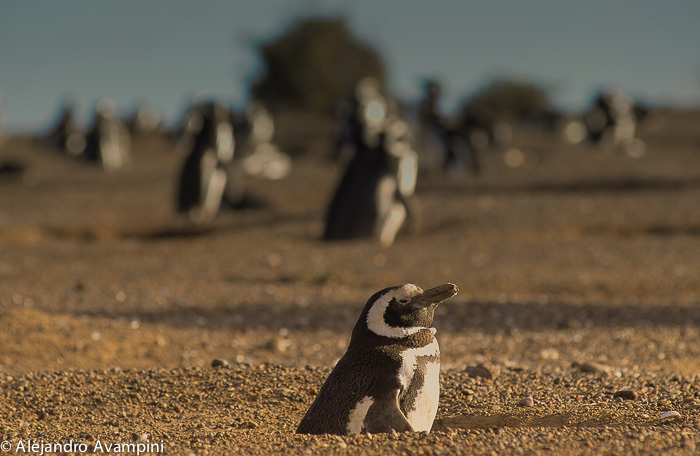 Punta Tombo Colony Penguin Argentine 