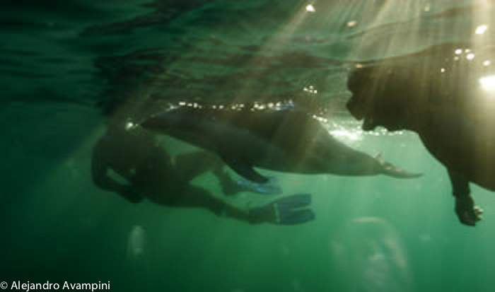 Rescue dolphin in Valdes Peninsula