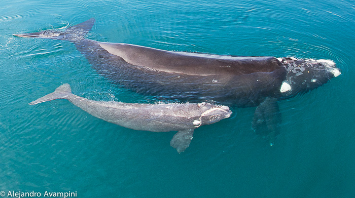 Whale Watching in Puerto Pirámides. Ballenato blanco con su madre ballena en Puerto Piramides