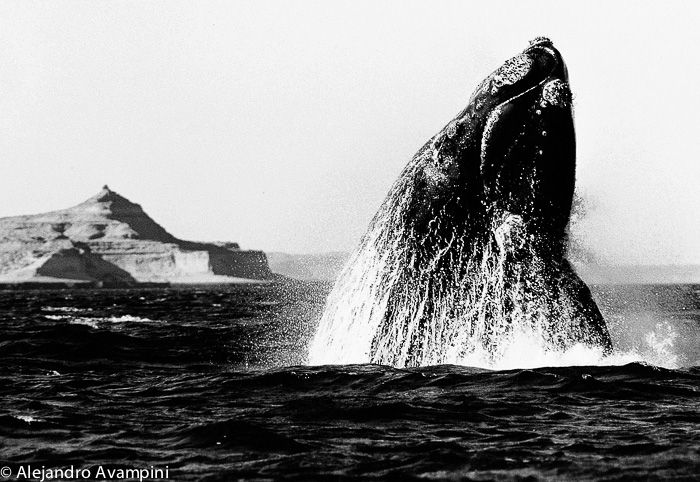 Whale Watching in Puerto Pirámides. Salto de ballena franca en Puerto Piramides