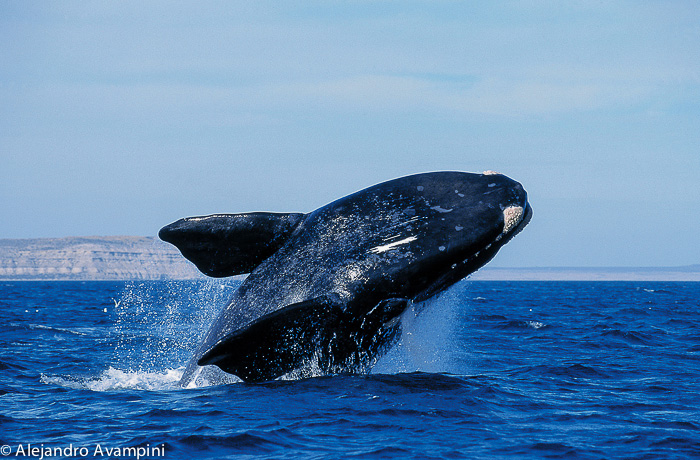 Ballena franca austral saltando en Puerto PIramides