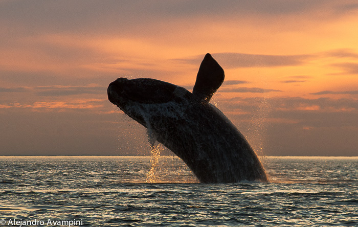 Ballena franca austral saltando en Puerto PIramides - Peninsula Valdes