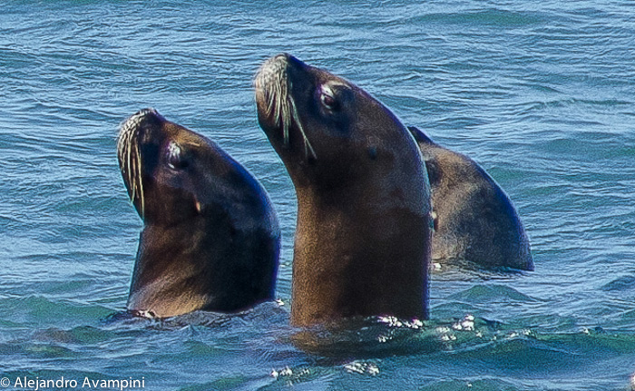 Sea Lion in Peninsula Valdes