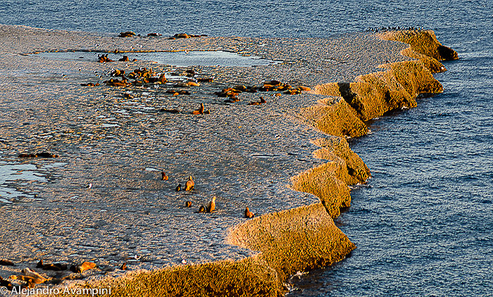 Loberia Punta Piramide - Peninsula Valdes 