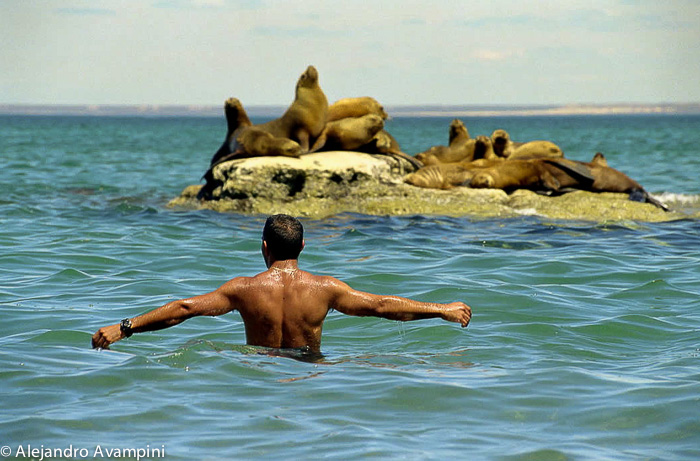 Acercamiento a la Naturaleza - El hombre y los lobos marinos en Península Valdes