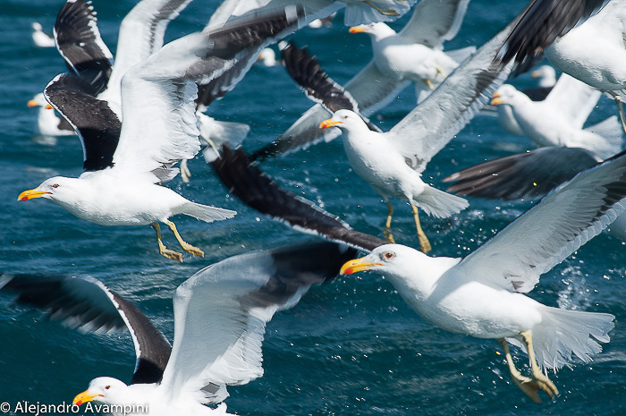 Gaviotas cocineras en el Golfo Nuevo - Península Valdés 